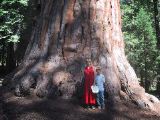 Sequoia